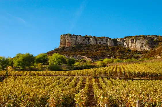 Weinberg mit Reben im Burgund