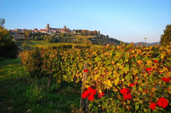 Weinreben im Burgund mit einem Dorf im Hintergrund