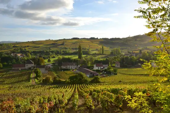 Ein kleines Dorf zwischen Weinbergen und Weinreben im Burgund