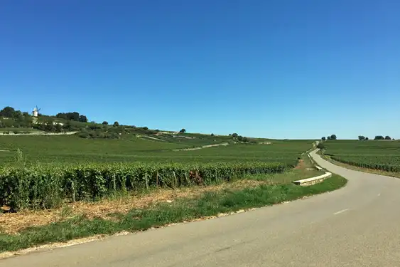 Landtraße im Burgund die durch Weinreben führt