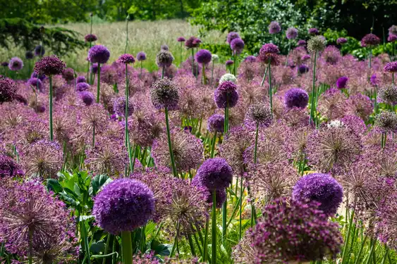 loire-landschaft-blumen