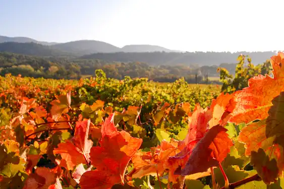 provence-herbst