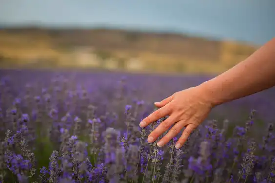 provence-frankreich-lavendel