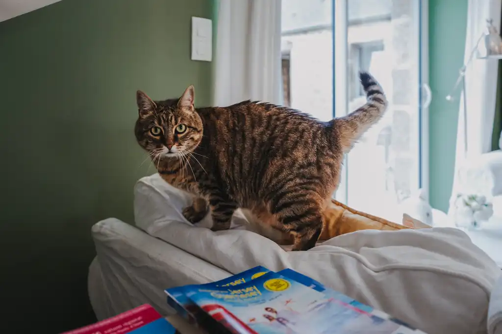 Eine Katze mit Blick zur Kamera auf dem Sofa