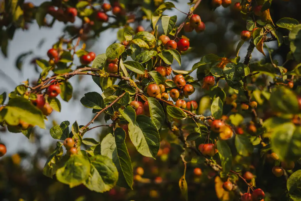 Ast eines Obstbaumes in der Normandie