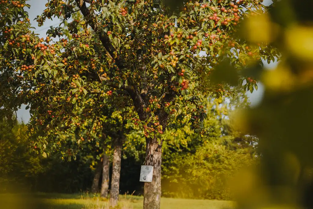 Ein kleiner Obstbaum in der Normandie