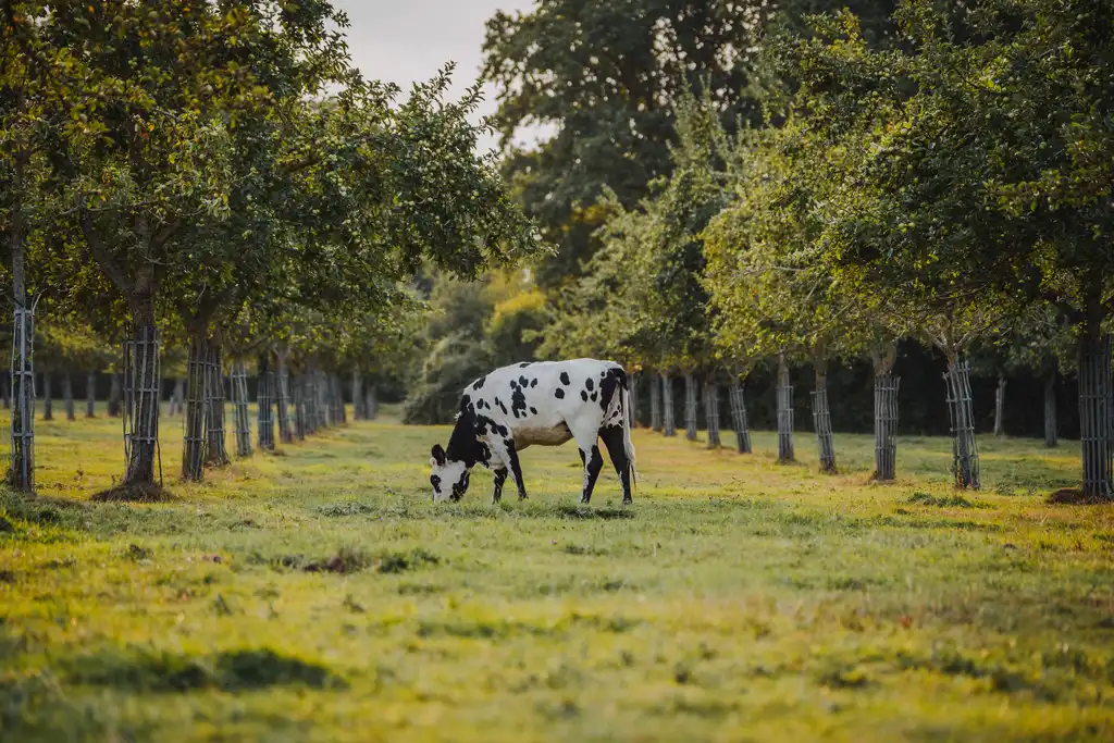 Eine Kuh grast zwischen Obstbäumen in der Normandie