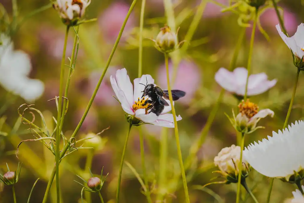 Eine Biene sitzt auf einer Blume in der Normandie