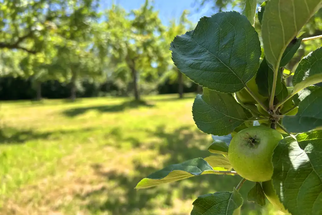 Ein Apfel an einem Ast eines Apfelbaumes in der Normandie