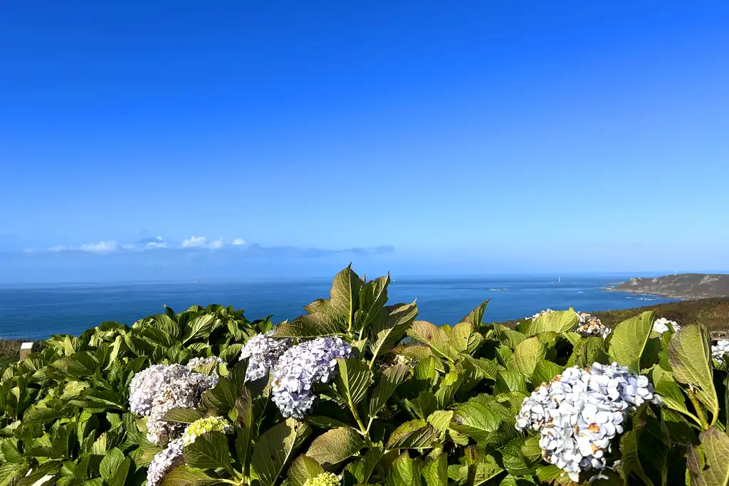 Schöne Blumen auf einem Hügel in der Normandie mit ausgezeichneten Blick auf das Meer