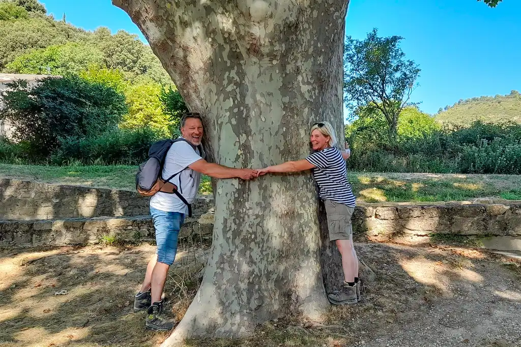 Provence_Kundenstimmen_Baum