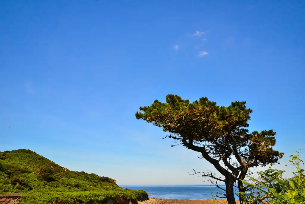 bretagne-landschaft-baum
