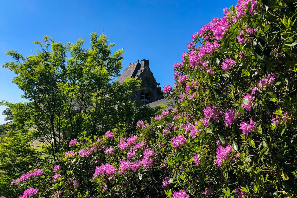 bretagne-landschaft-blumen