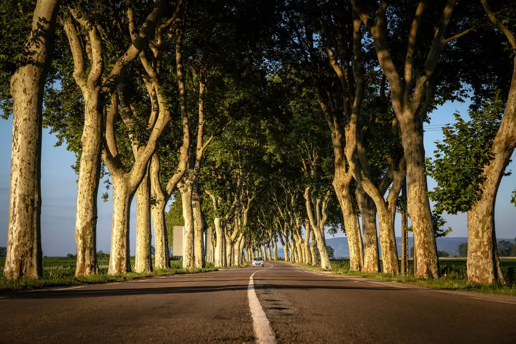 Eine Landstraße im Burgund mit einem Auto das sie entlang fährt