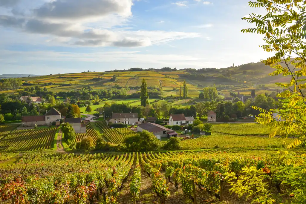 Weinreben um ein Dorf herum im Burgund
