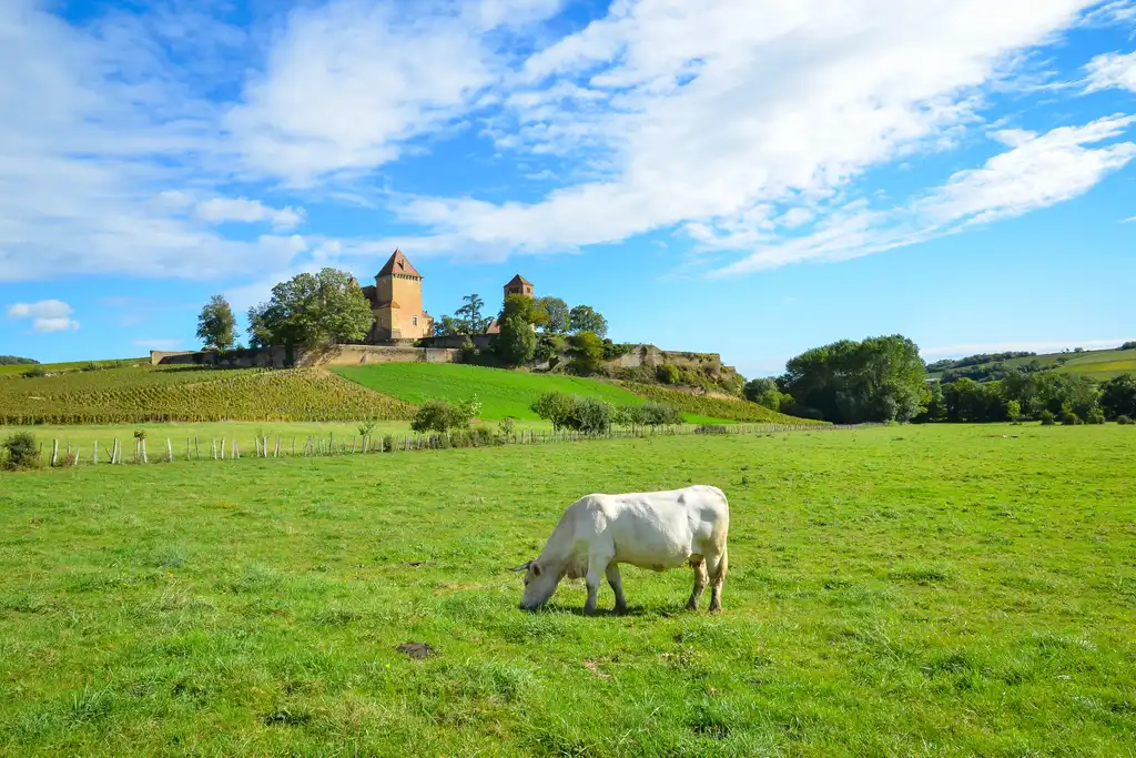 Eine Kuh grast auf einer Wiese vor einem kleinen Weinberg