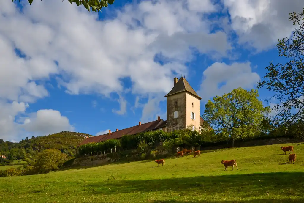 Kühe auf einer Wiese im Burgund