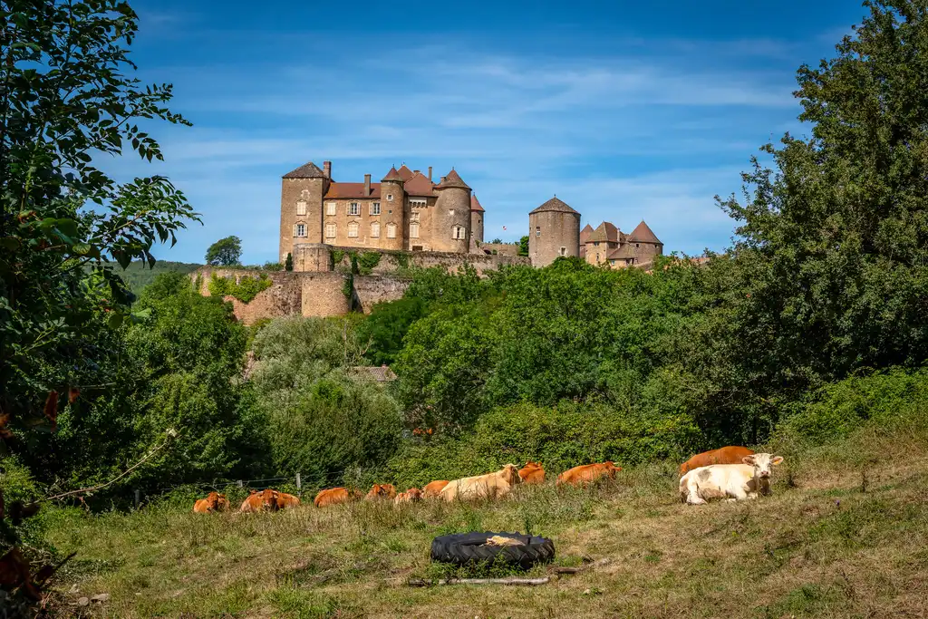 Kühe auf einem Feld vor einem Schloss im Burgund