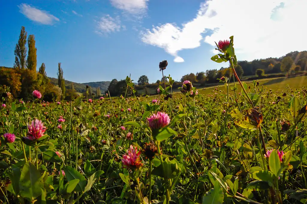 Wilde Blumen auf einem Feld im Burgund