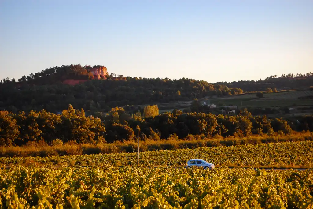 Ein Weinberg im Burgund