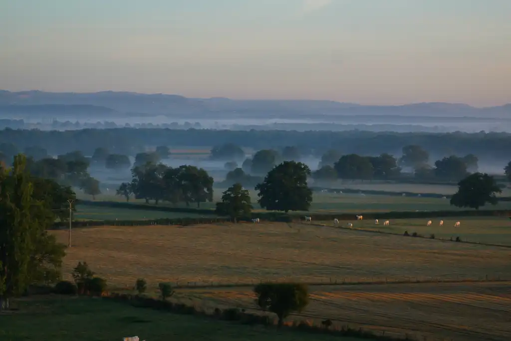 Mit leichtem Nebel bedeckte Felder im Burgund auf denen Schafe grasen