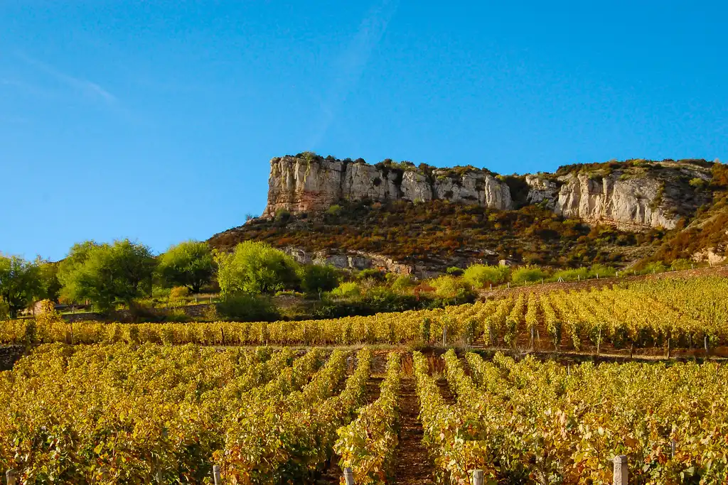 Weinberg mit Reben im Burgund