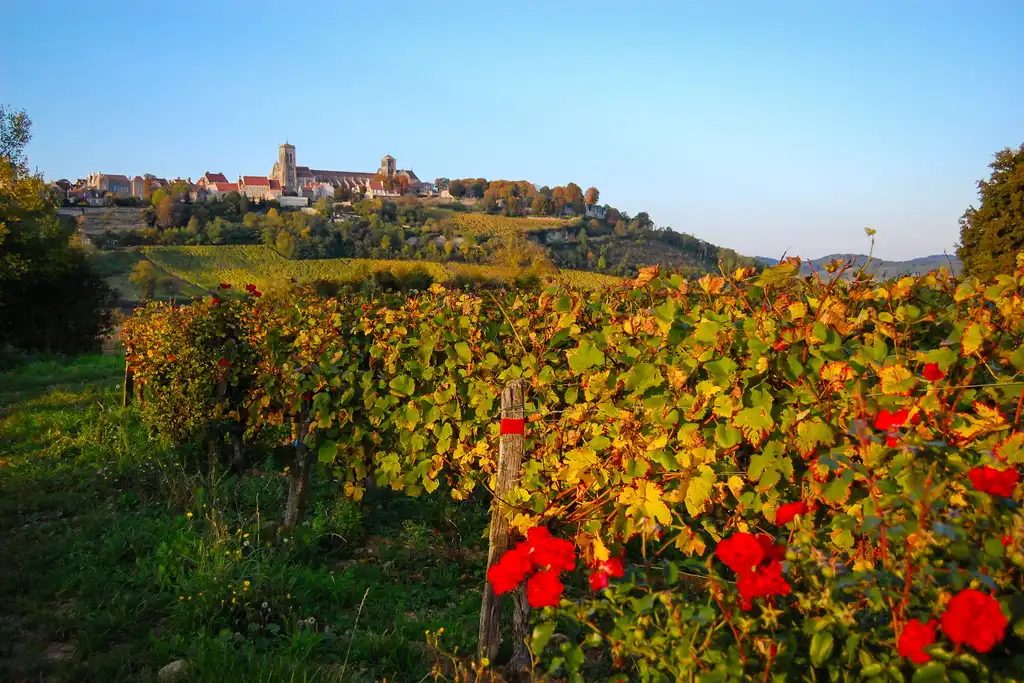 burgund-landschaft-wein