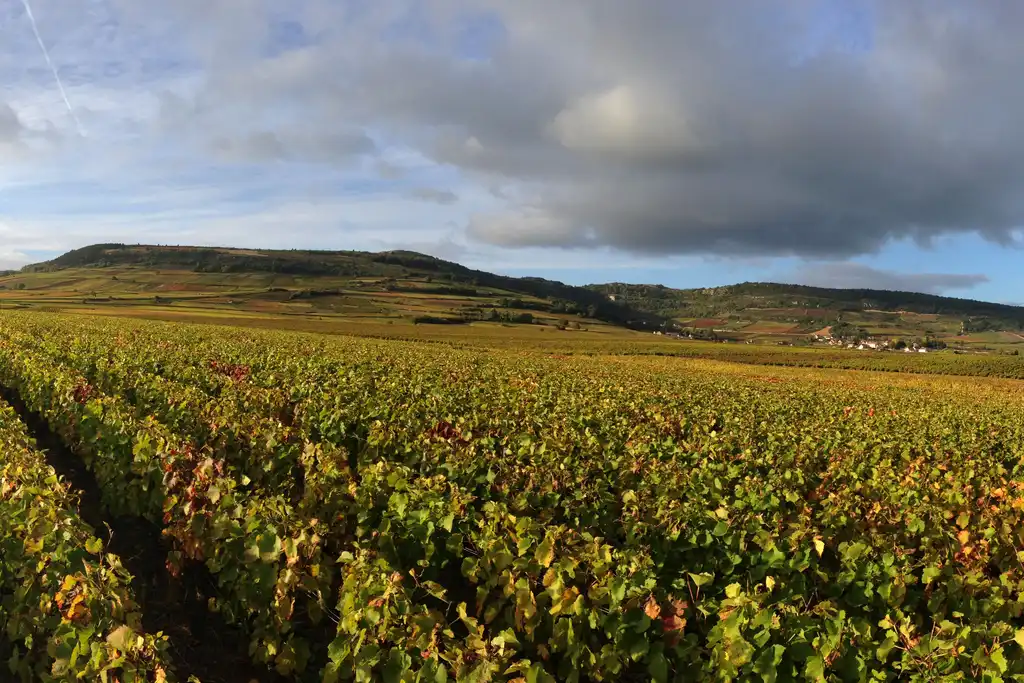 Weinreben im Burgund die sich weit über die Landschaft strecken mit Weinbergen im Hintergrund