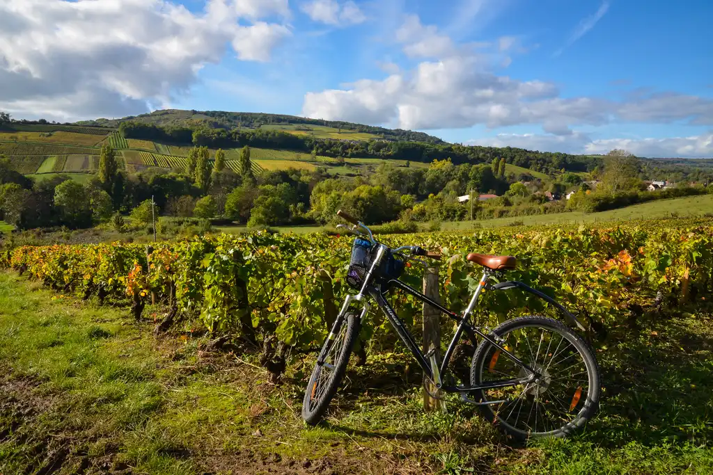 Weinreben im Burgund mit einem Fahrrad davor