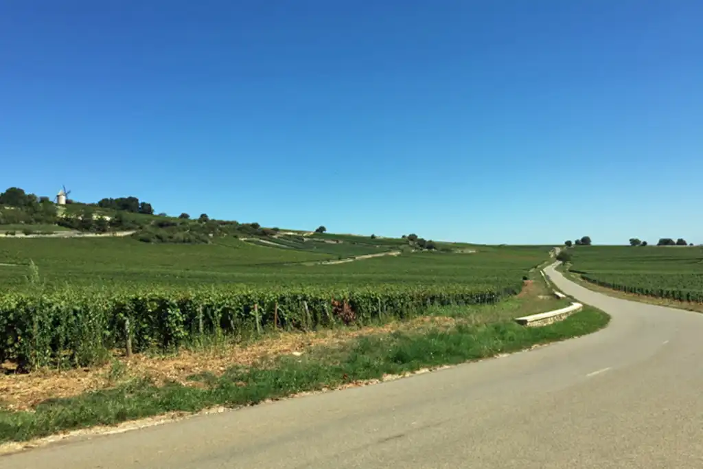 Landtraße im Burgund die durch Weinreben führt