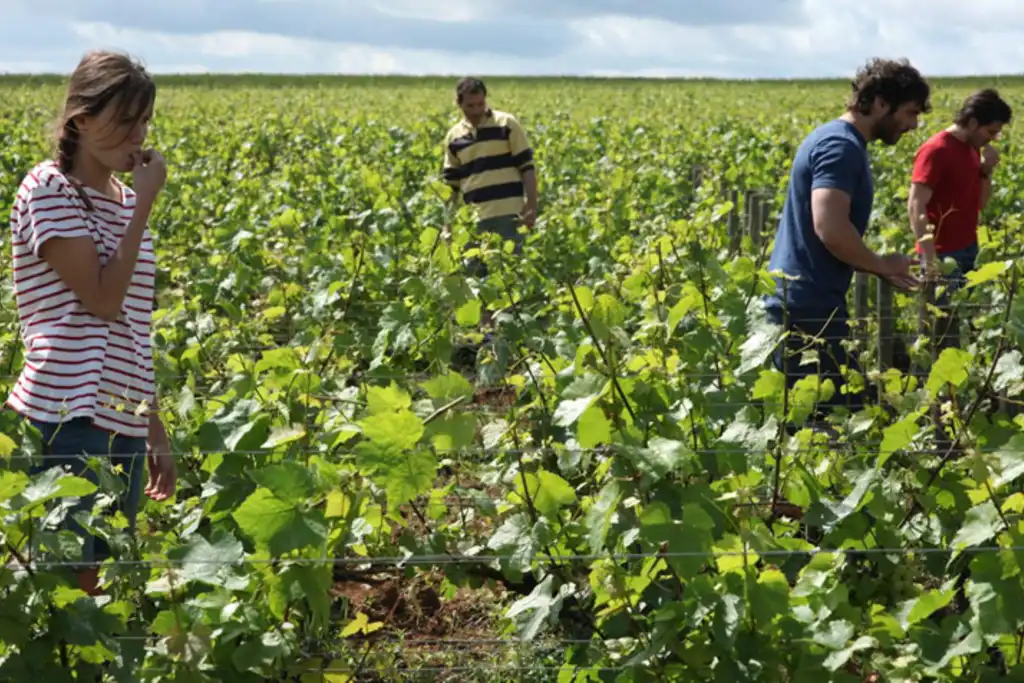 Menschen stehen zwischen Weinreben und probieren die frischen Trauben im Burgund