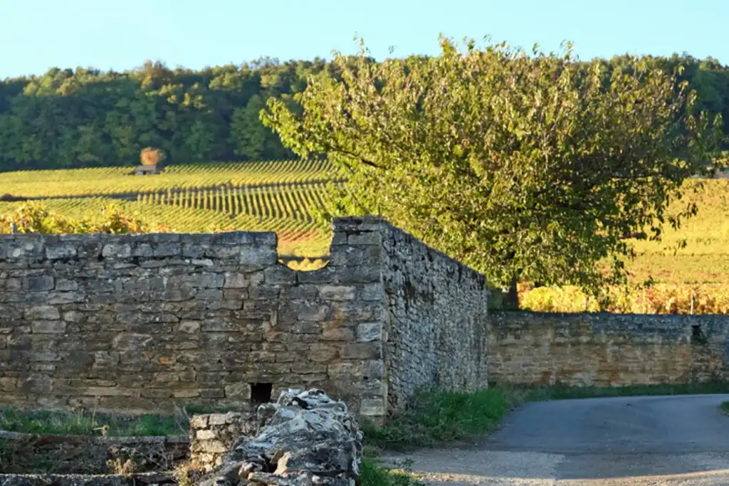 Altes Gemäuer mit Reben im Hintergrund