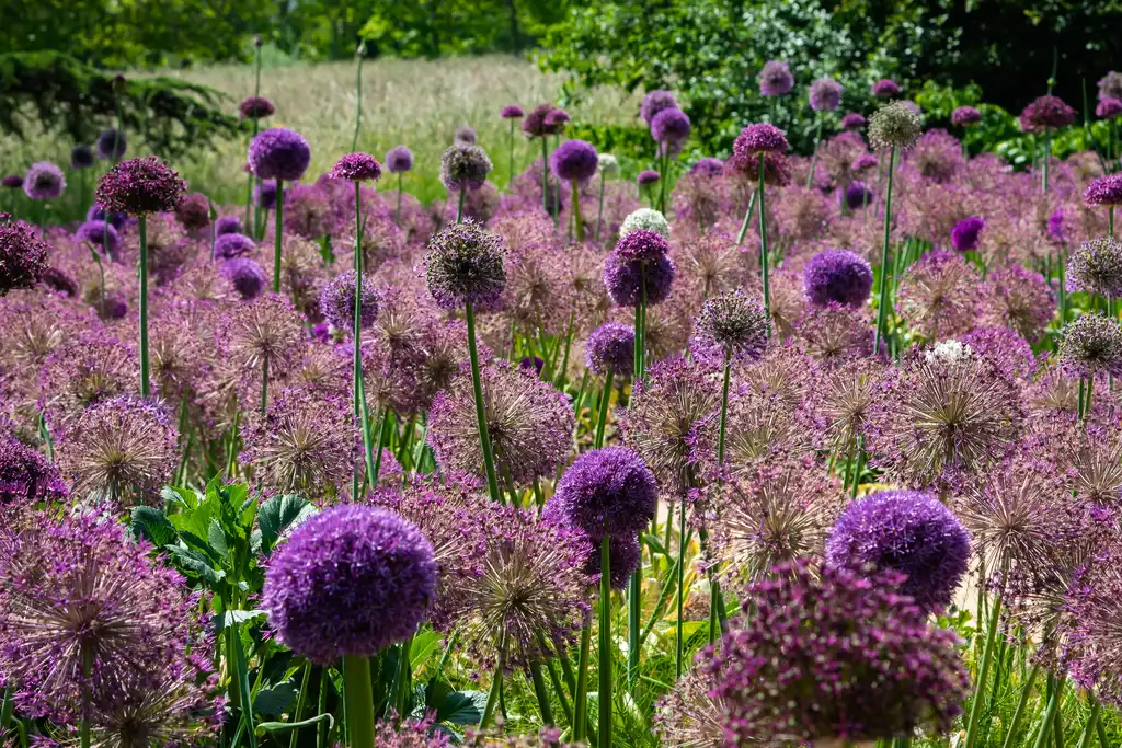 loire-landschaft-blumen