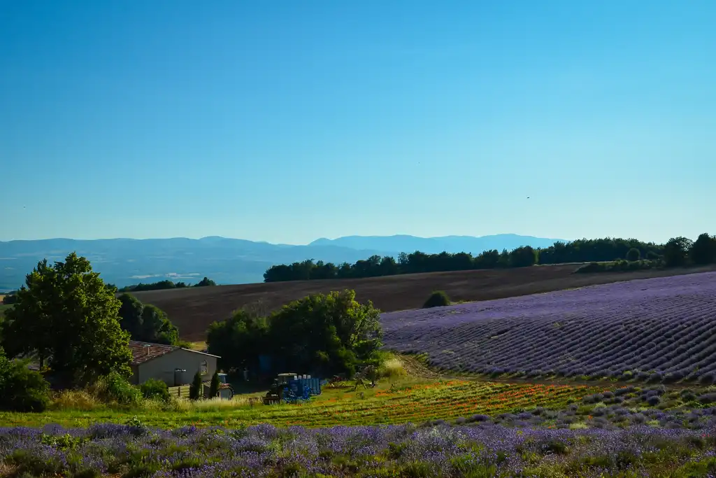 provence-landschaft-lavendelfeld