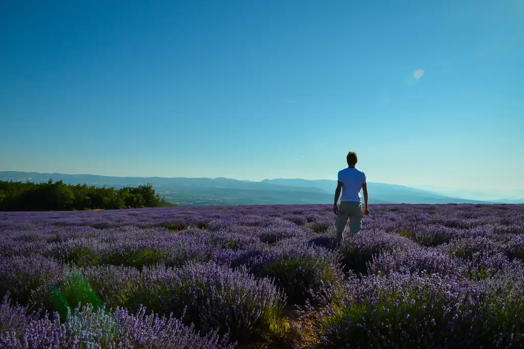 provence-landschaft-lavendel-thomas