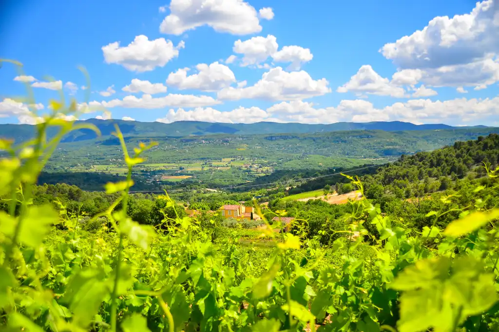 provence-landschaft-weinreben