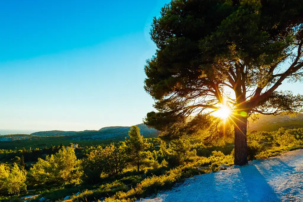 provence-landschaft-baum-sonne