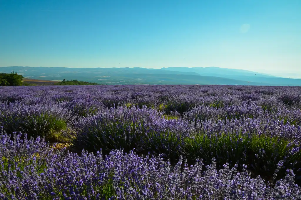 provence-landschaft-lavendel