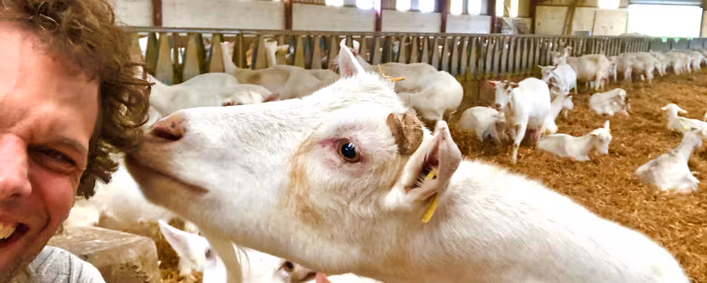 Thomas in einem Ziegenstall