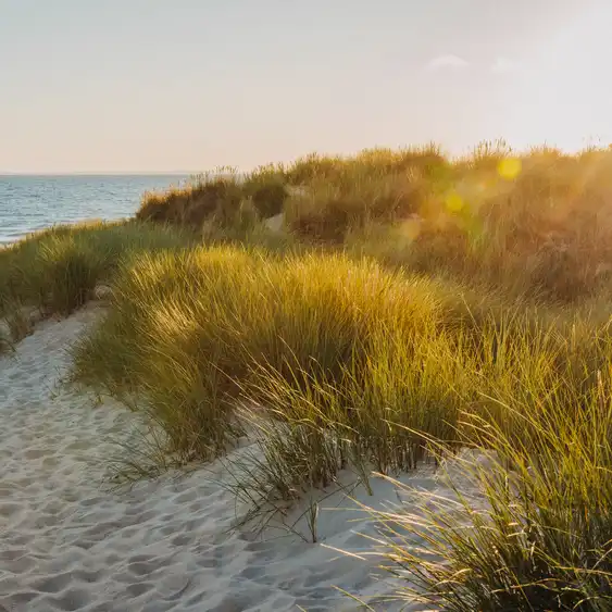 Eine mit Gräsern bewachsene Düne am Strand in der Normandie