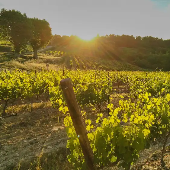 Weinberge im Sonnenlicht im Burgund