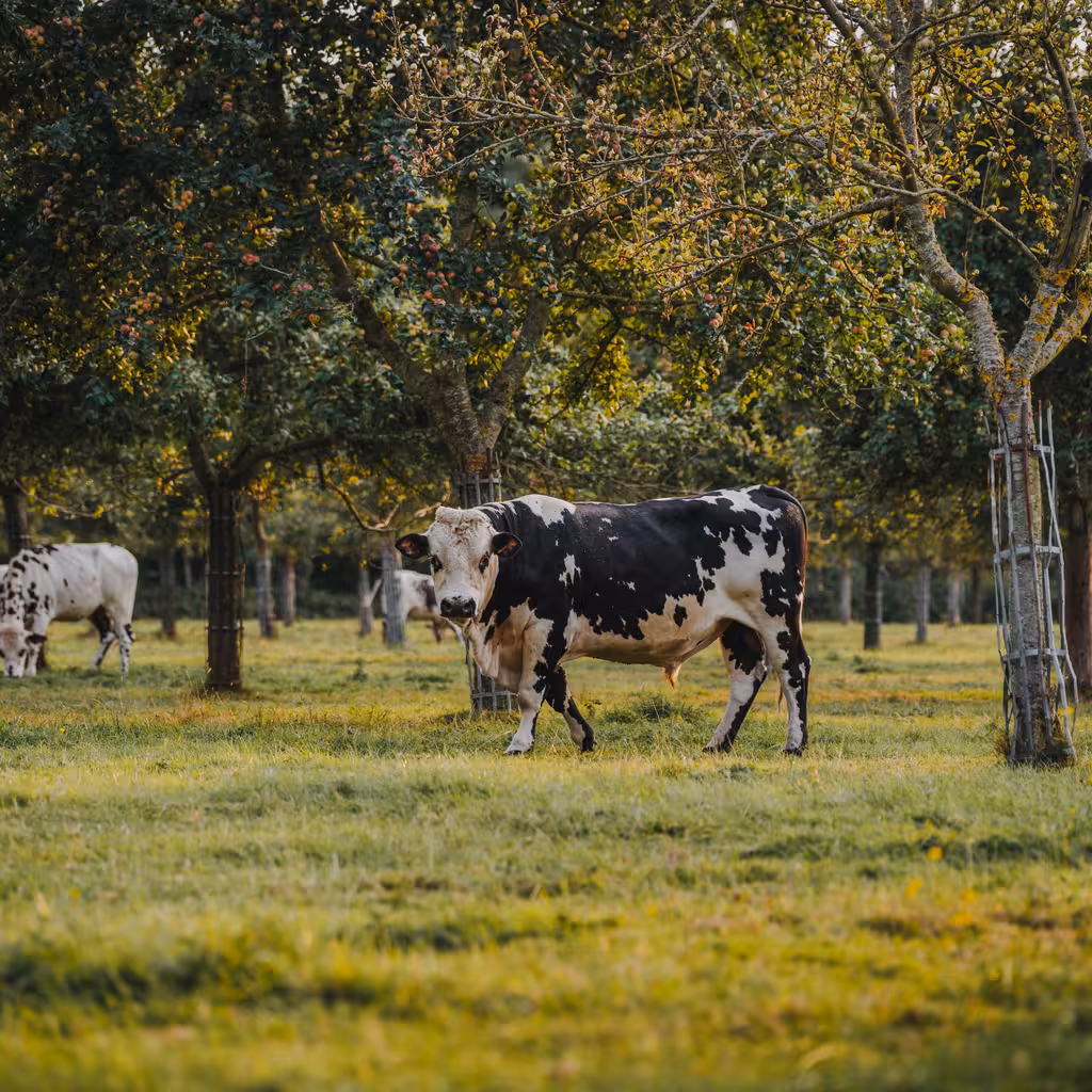 Kühe sind am Grasen zwischen Obstbäumen in der Normandie