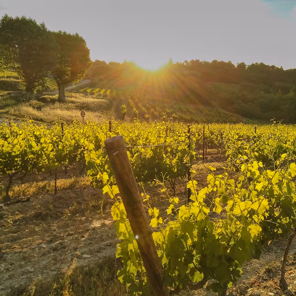 Weinberge im Sonnenlicht im Burgund