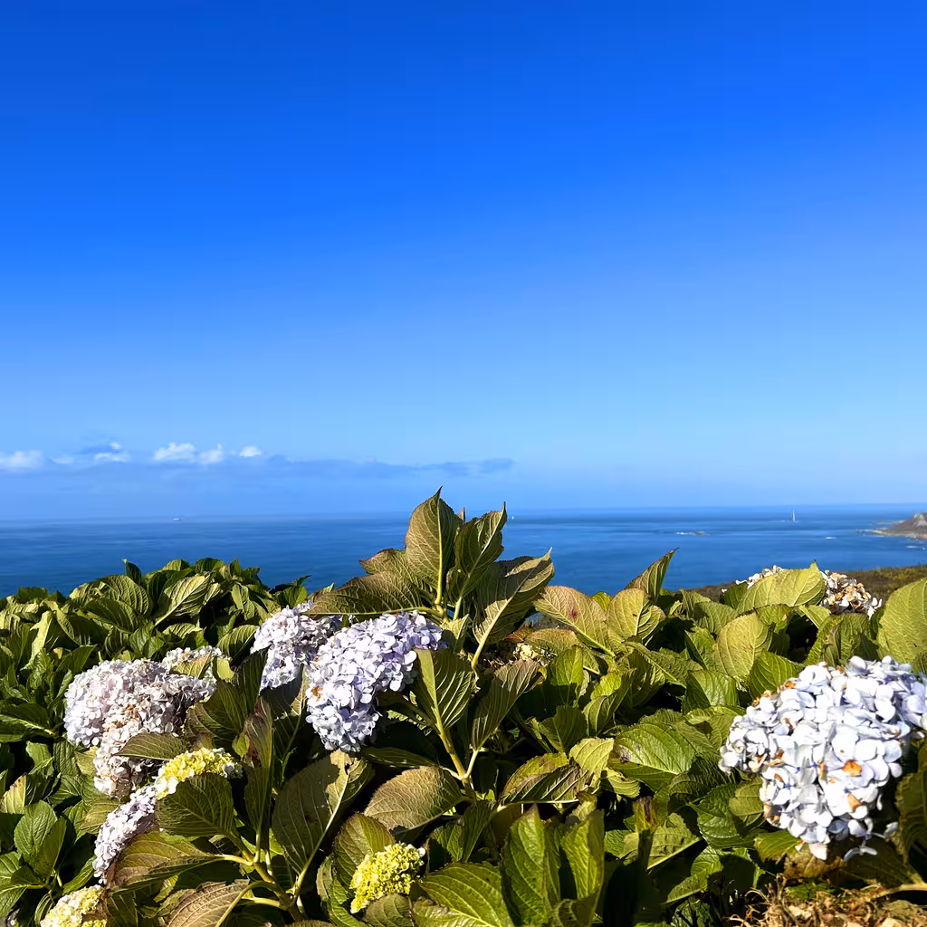 Schöne Blumen auf einem Hügel in der Normandie mit ausgezeichneten Blick auf das Meer