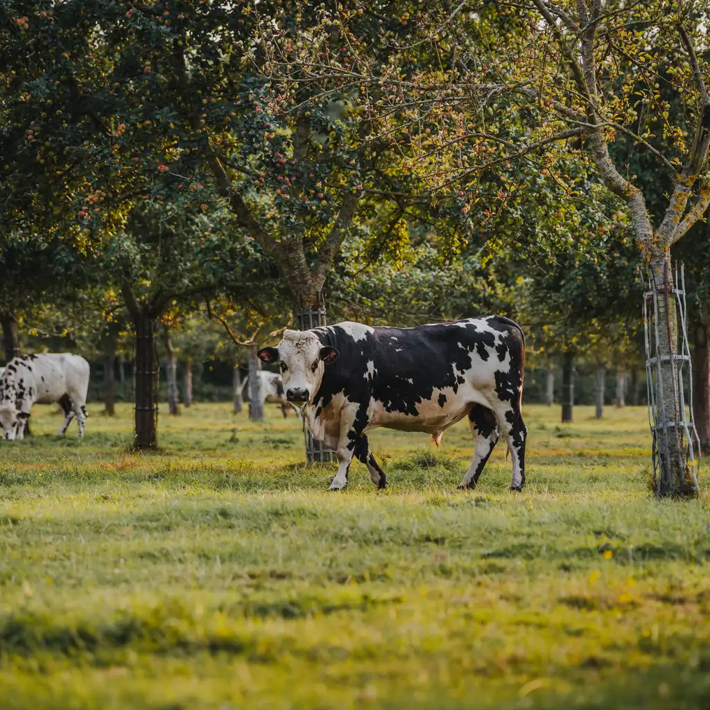 Kühe sind am Grasen zwischen Obstbäumen in der Normandie
