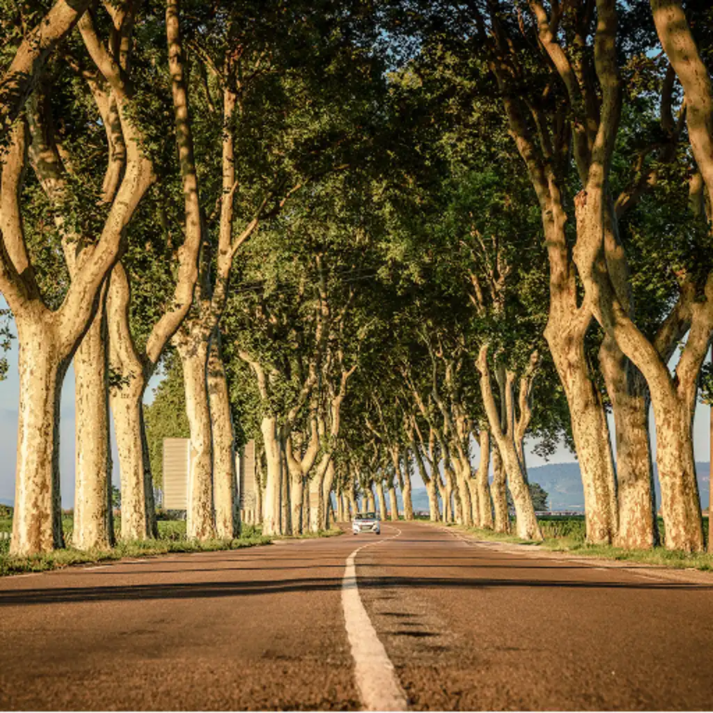 Eine Allee mit hohen Bäumen