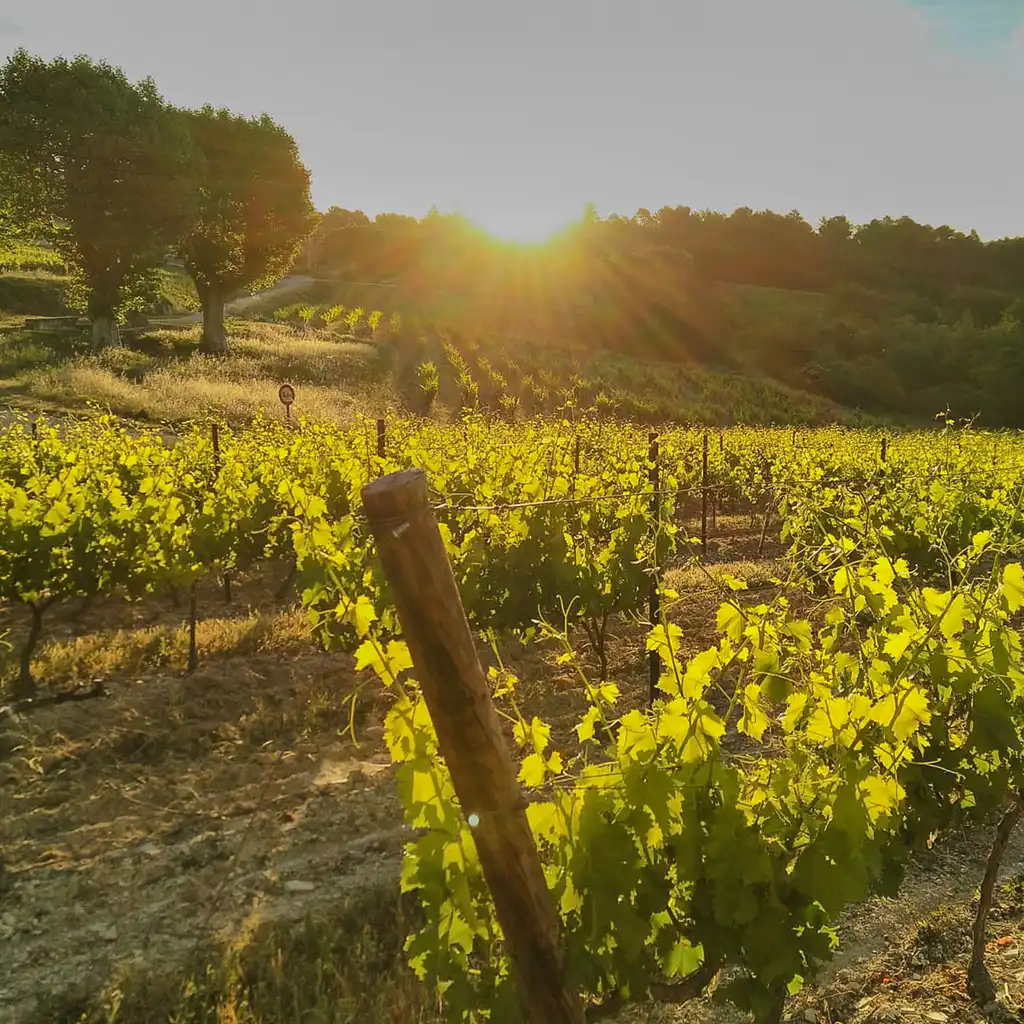 Weinberge im Sonnenlicht im Burgund