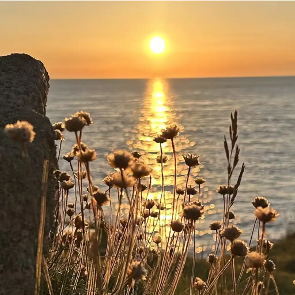 Gräser am Meer im Sonnenuntergang