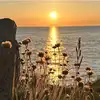 Gräser am Meer im Sonnenuntergang