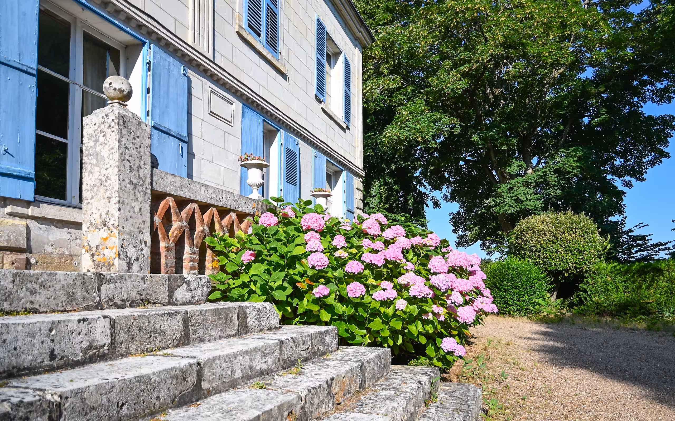 Rosé-farbene Hortensien vor einem Herrenhaus im Morgenlicht